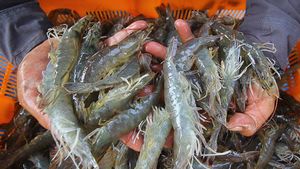 AS Tarik Udang Impor dari Indonesia, Diduga Terkontaminasi Cesium-137